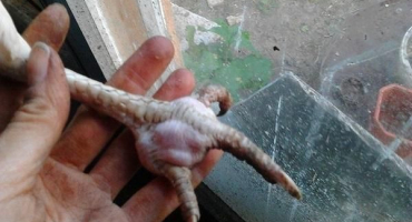 Příznaky a metody léčby salmonelózy u kuřat, prevence onemocnění